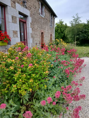 Massif de millepertuis et de valérianes le long de la façade en pierre