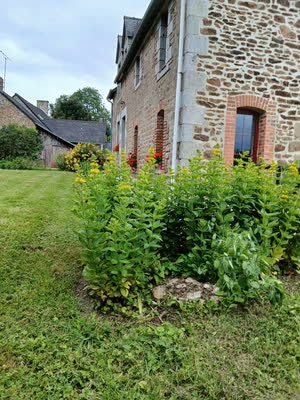 Le pignon en pierre à encadrements de brique rouge et son massif de lysimaques jaunes