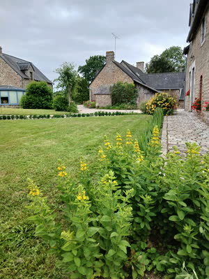 Pelouse et allée pavée bordées de lysimaques jaunes, bâtiments en pierre au fond